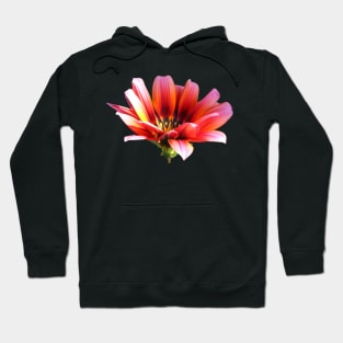 Orange Flower on dark brown background Hoodie